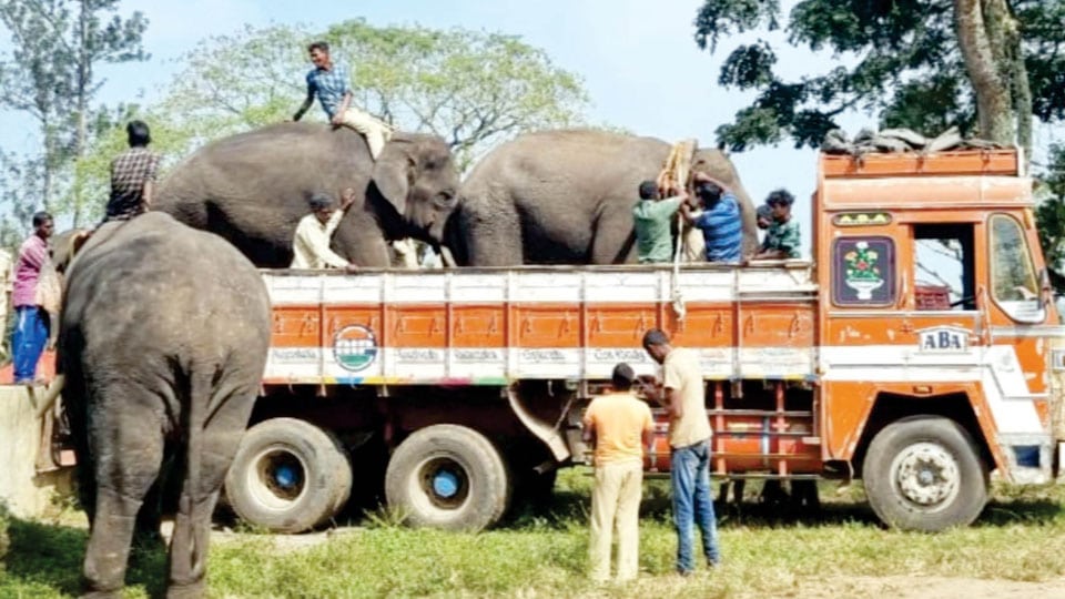 Eight tamed elephants shifted from Aane Mane Foundation to Rampura Camp