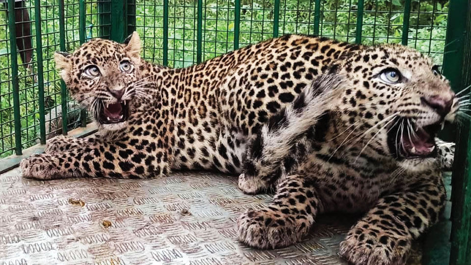 Leopard cubs trapped in H.D. Kote