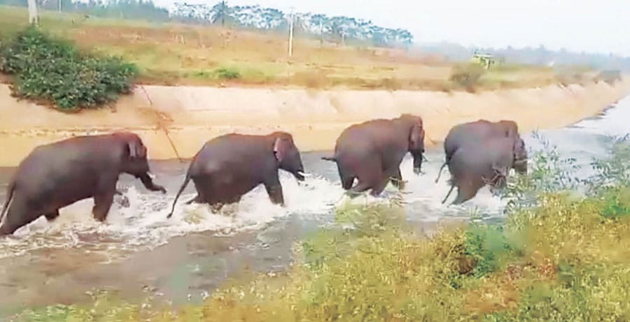 State Govt. constitutes Elephant Task Force in three districts