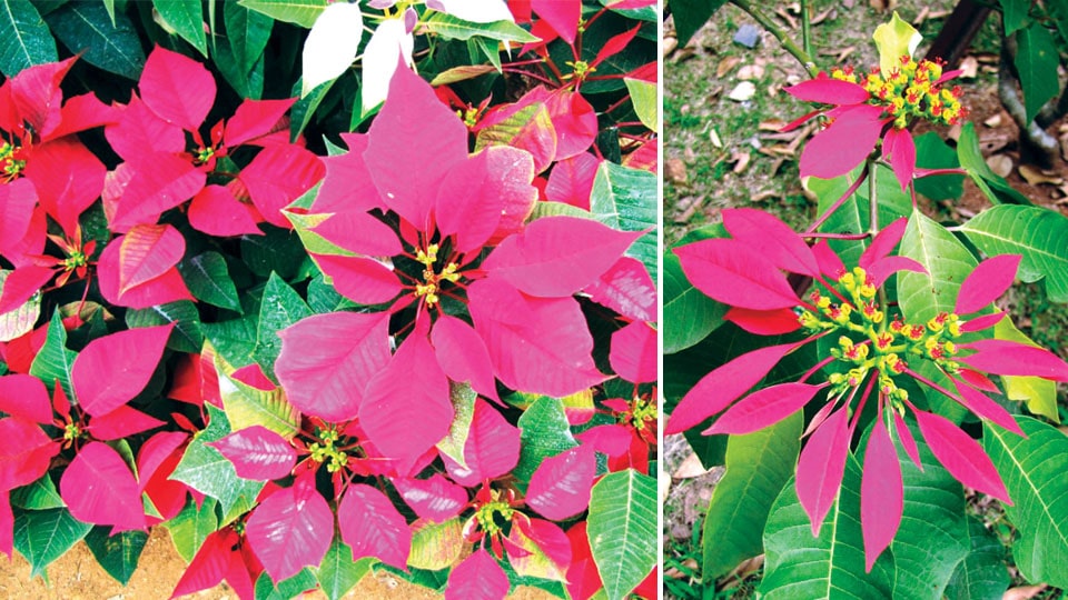 Poinsettia: The legendary holiday plant is a winter delight