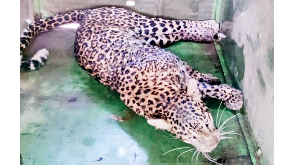 Leopardess caught in fence rescued