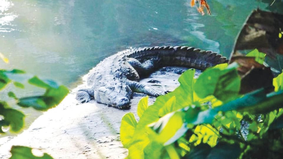 Huge croc spotted in Bangaradoddi Canal