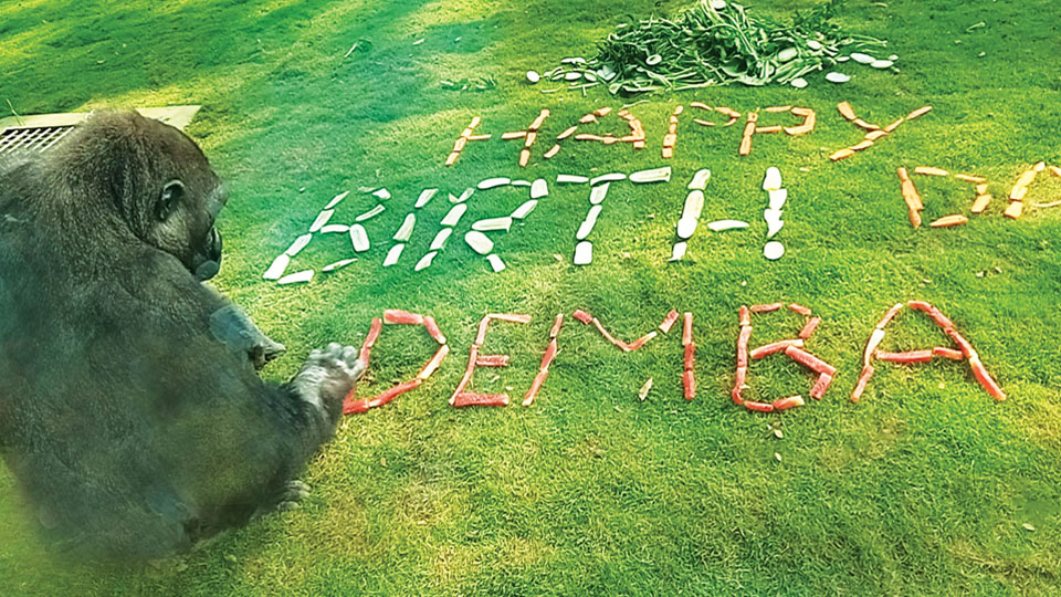 Mysuru Zoo gives birthday treat for 9-year-old Demba