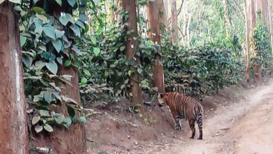 Tiger spotted inside coffee estate