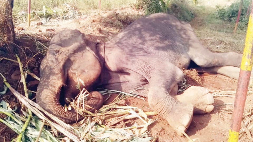 Ailing elephant dies at Hediyala