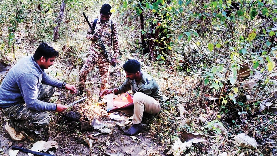 Tiger counting begins in Bandipur