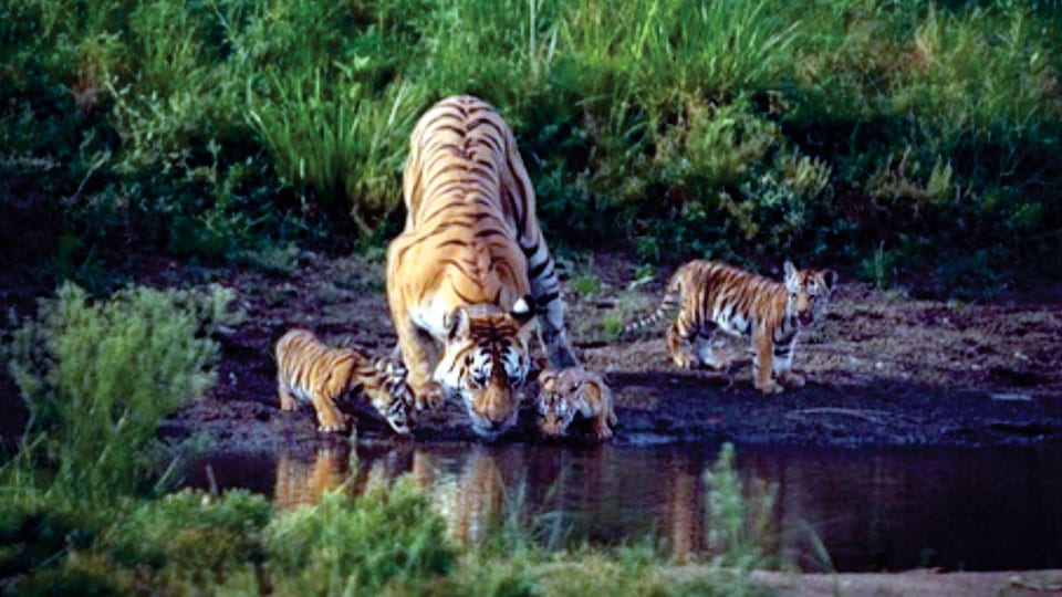 ‘Collarwali’ tigress, who gave birth to 29 cubs, dies
