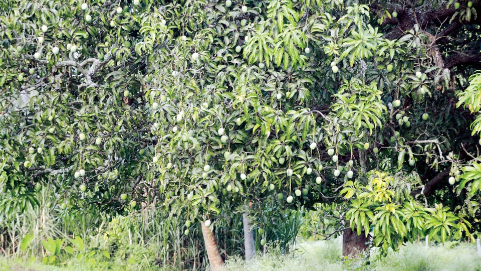 Climate change hits mango production
