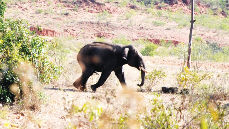 Close shave for foresters as tusker attacks vehicle