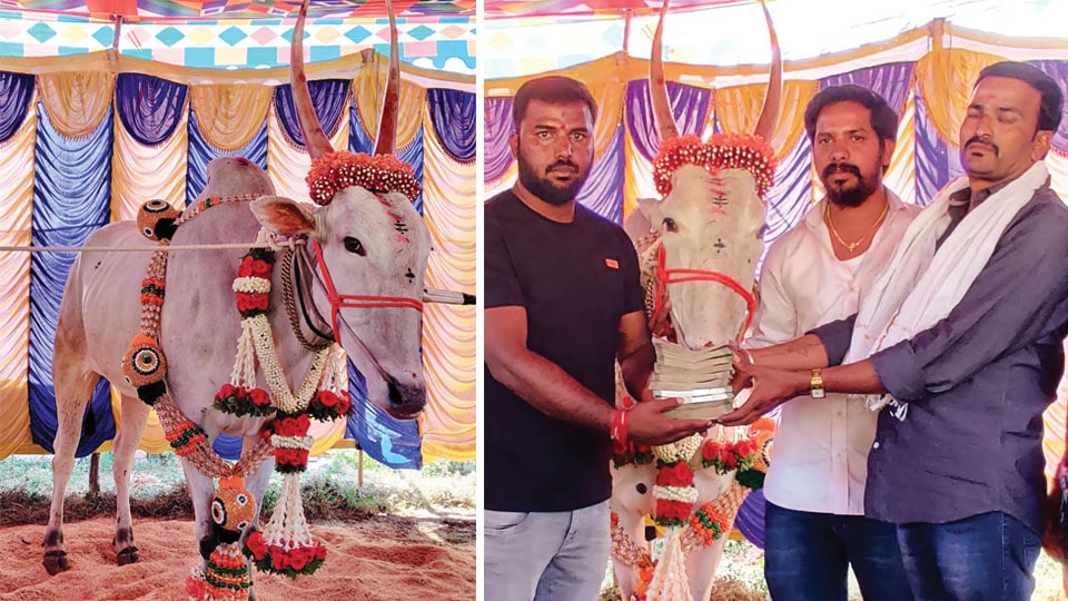 Hallikar breed ox sold for a record Rs. 7.75 lakh at Srirangapatna