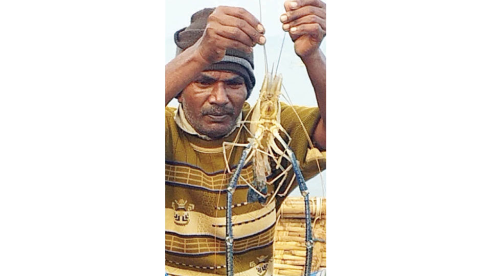 550 gram shrimp caught in Kabini backwaters
