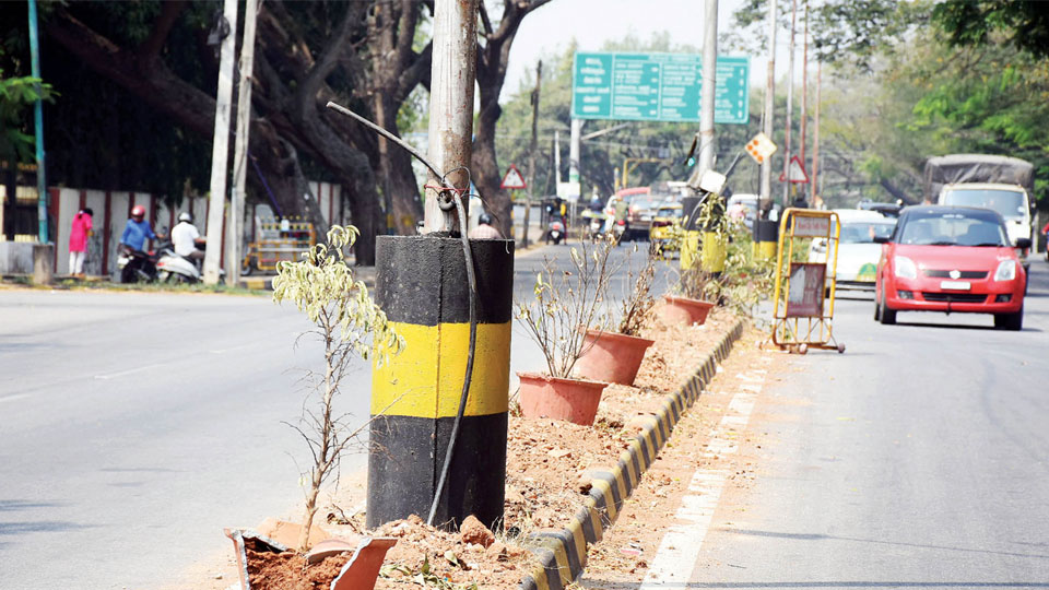Go Green, Swachh Survekshan initiatives: MCC apathy leaves plants to dry and die