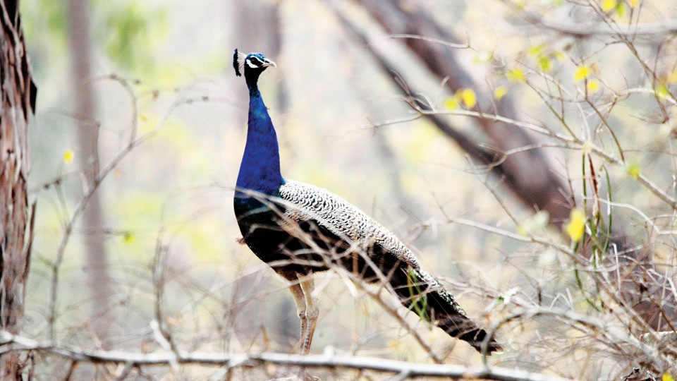 Peacock population increasing in Mysuru