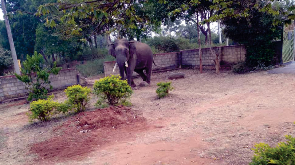 Wild elephant kills villager at Veeranahosahalli forest range