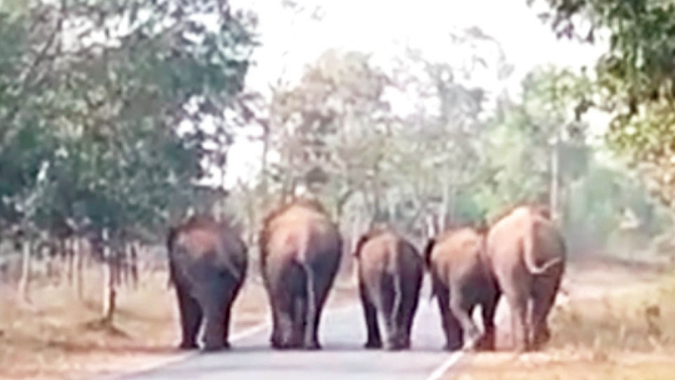 Wild elephants create havoc at Nagapura