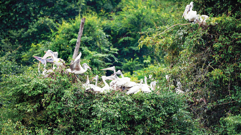 Nesting time now for Ranganathittu birds