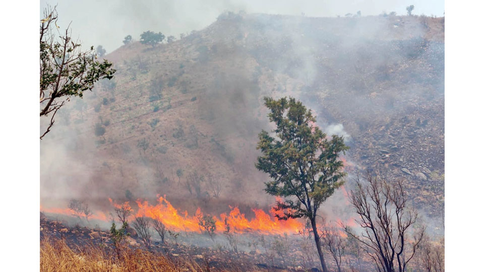 Fire destroys forest vegetation at Karighatta