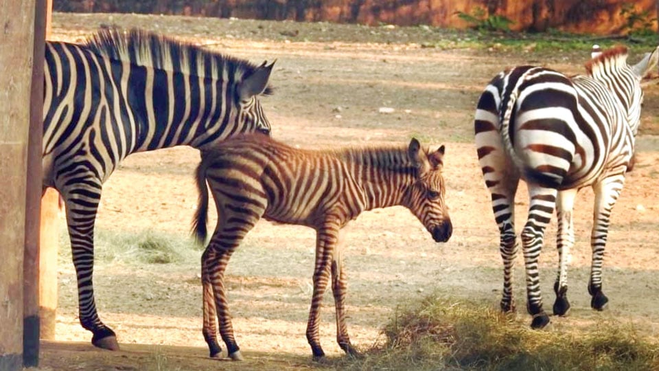 Foal born to Zebra pair at Mysuru Zoo