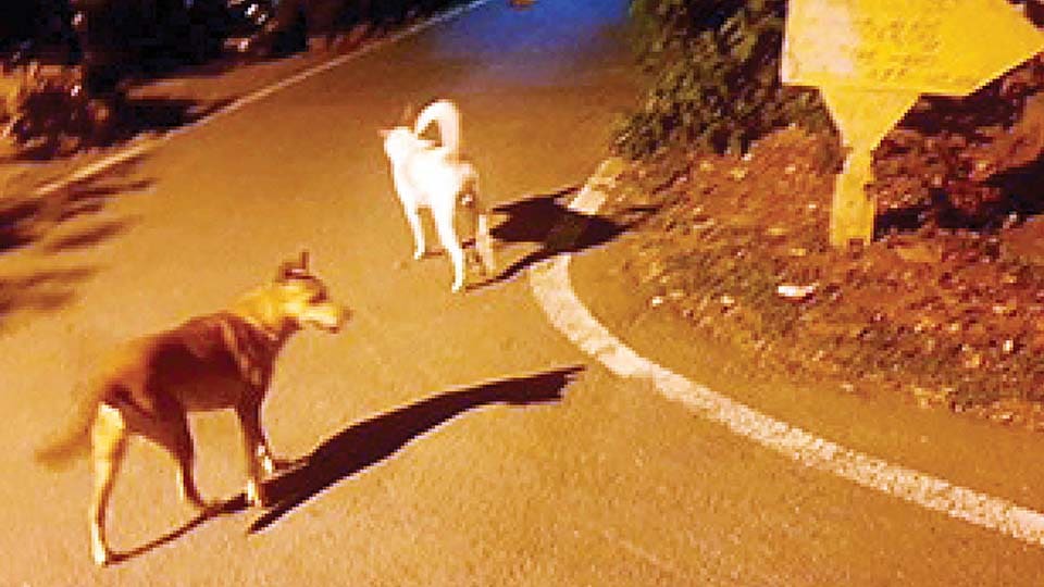 Stray dog menace at Gokulam