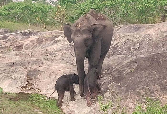 elephant at Bandipur gives birth to twins