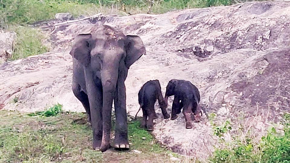 In rare event, elephant at Bandipur gives birth to twins