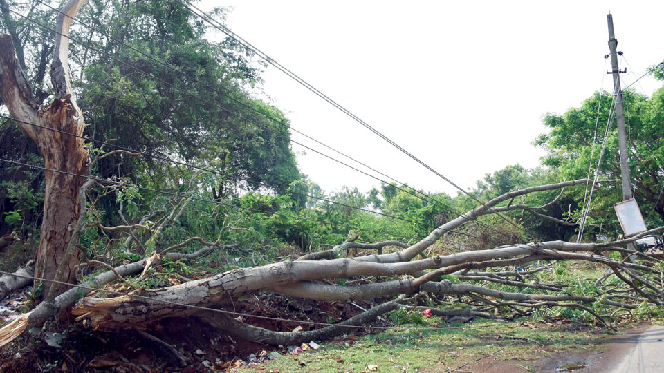 Heavy rains, gusty winds uproot trees in city