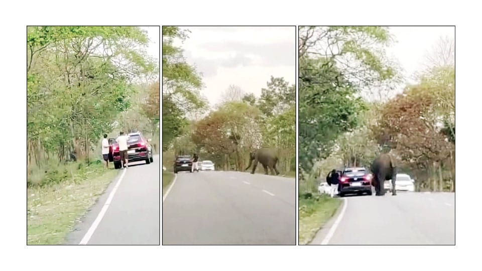 Unnerving moment: Angry elephant chases terrified tourist