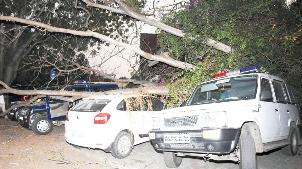 Tree falls near SP Office: Many vehicles damaged