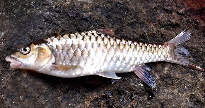 Know more about endangered Mahseer at RMNH