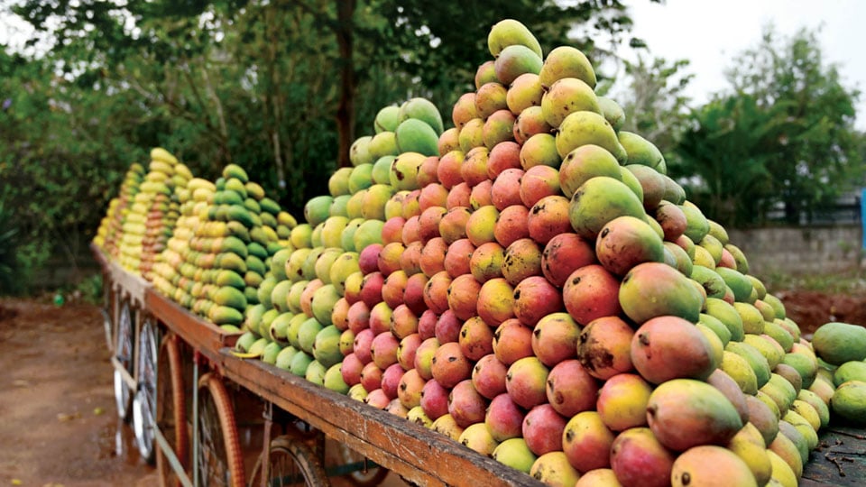 Low yield, relentless rain make mangoes dearer