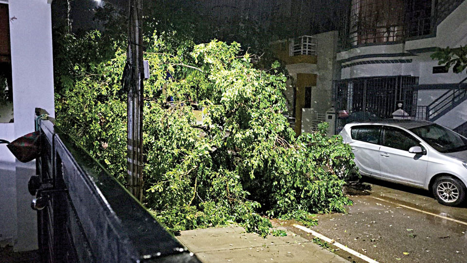 Rains, gusty winds uproot trees, damage electric poles, transformers in Mysuru, Hunsur, Nanjangud