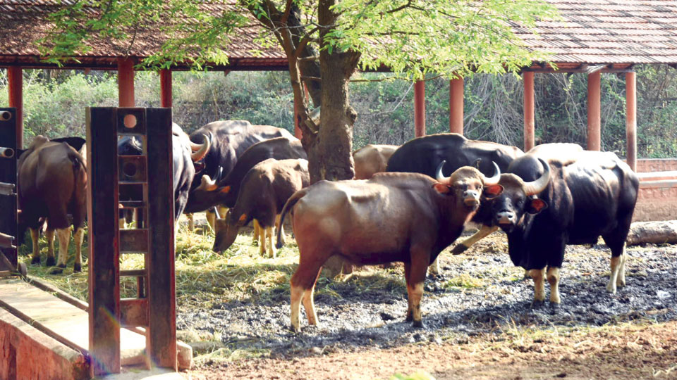 Shivamogga Gaur Safari to host 21 Indian Gaurs from Mysuru Zoo