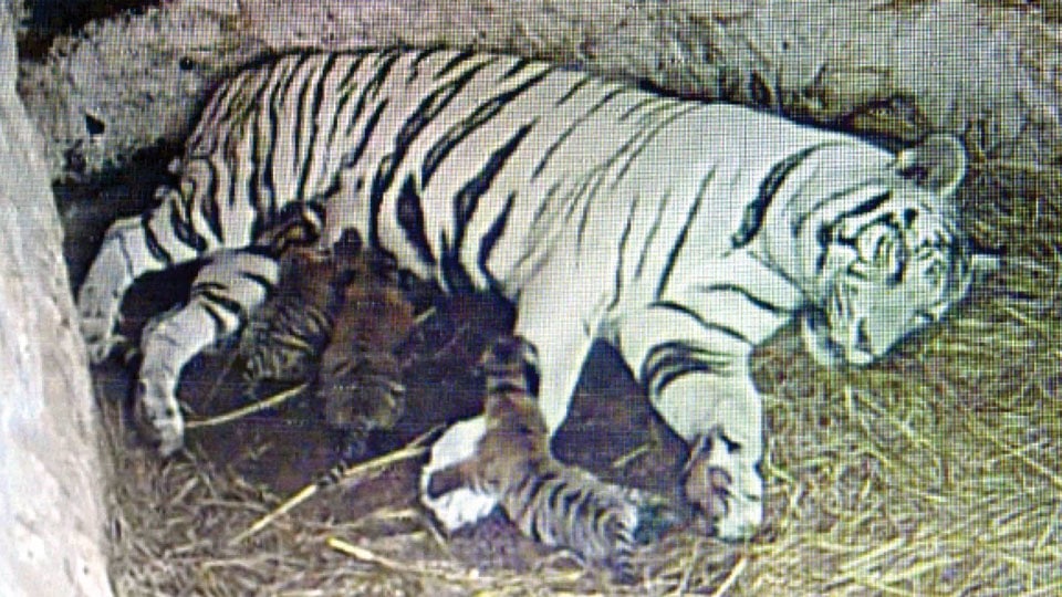 White tigress Thara gives birth to three cubs at Mysuru Zoo