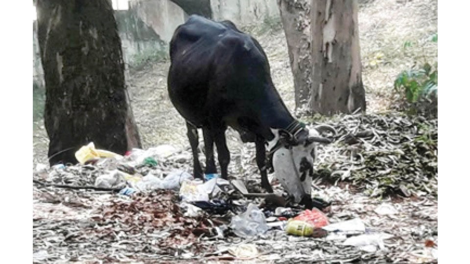 Plastic heaps a threat to cows: Citizens wake up!