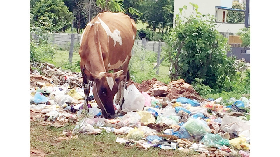 Plastic, garbage, cows and residents of Vijayanagar