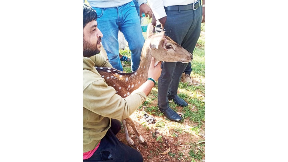 Villagers rescue spotted deer injured in accident