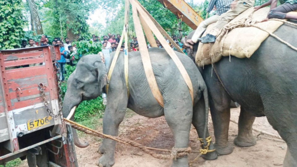 Rogue elephant captured near Siddapura