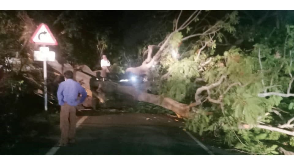 Huge tree uprooted at Chamundi Hill