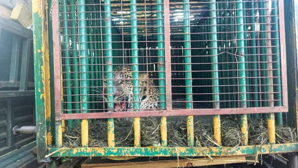 Leopard trapped in BEML premises