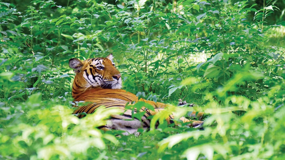 Will Karnataka pip Madhya Pradesh to be Tiger State?
