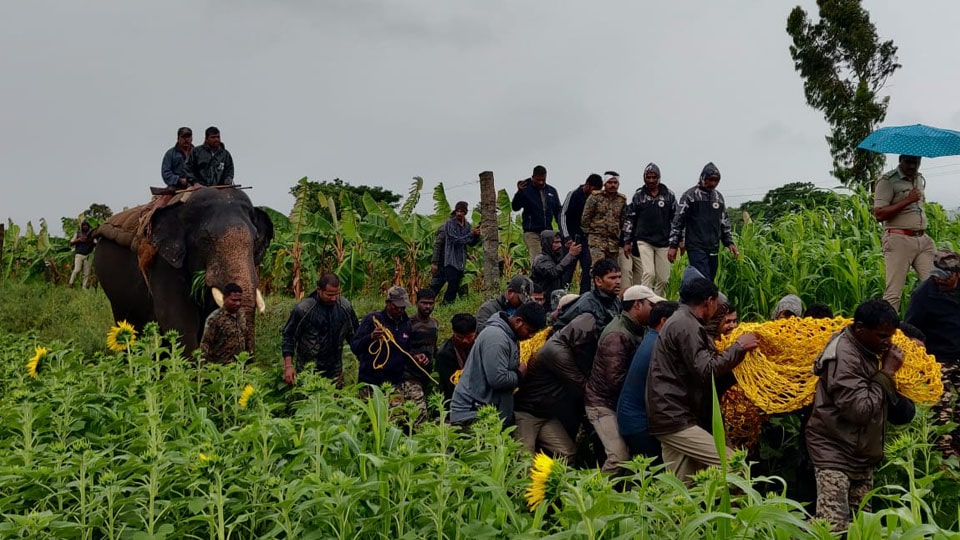 Fearless tusker Abhimanyu helps Forest staff capture tiger hiding in banana plantation