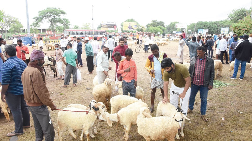 Millennium Circle in city turns a Sheep Fair