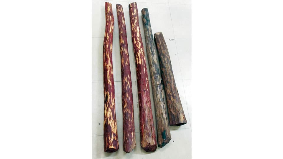 Five red sanders logs being smuggled to Mysuru seized