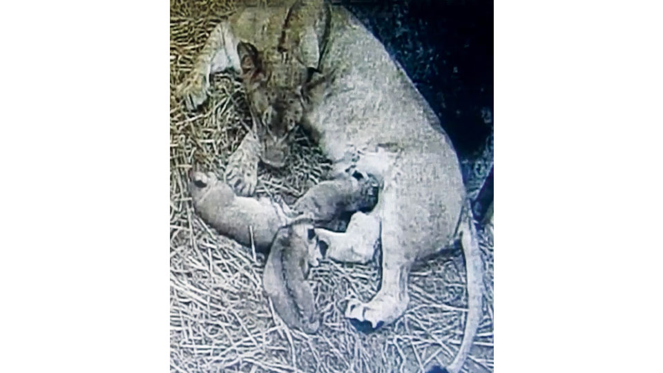 Lioness Nirbhaya gives birth to three cubs at Mysuru Zoo