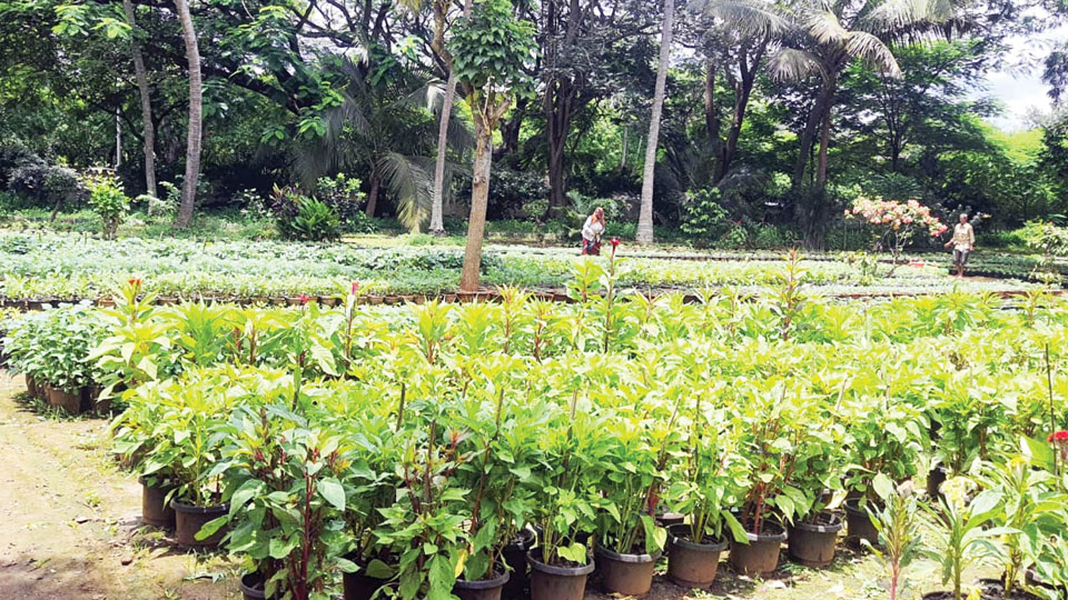 40,000 flower pots, 5,000 foliage plants at Dasara Flower Show