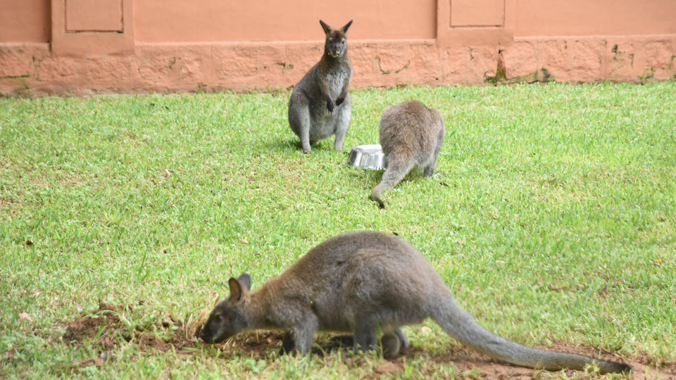 Minister releases Red-Necked Wallabies for public viewing at Mysuru Zoo