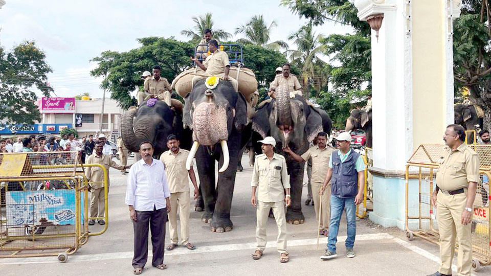 Weight Training for Dasara Elephants: Bheema and Dhananjaya too carry sand bags
