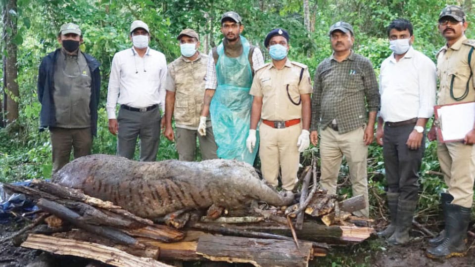 Tiger carcass found at Nagarahole