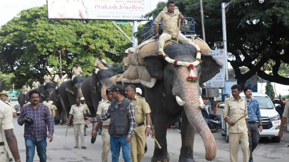 Weight training for Dasara jumbos shifted to evenings