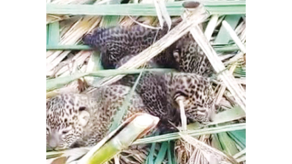 Leopard cubs found in sugarcane field